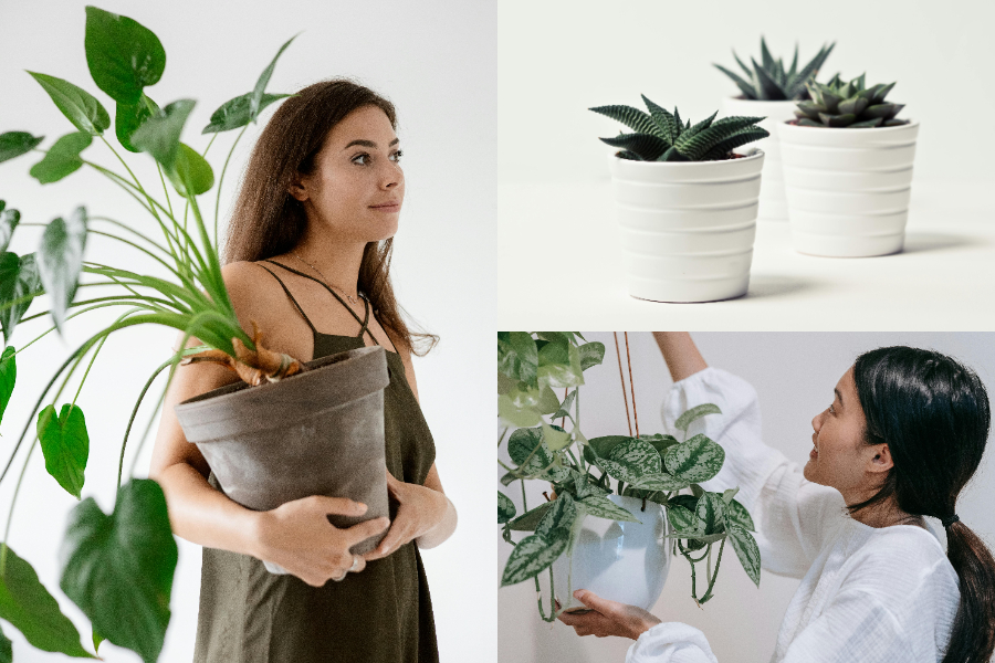 居家植物推薦哪些品種？室內植栽容易長蟲蟲嗎？在家養植物的10大隱形好處是⋯