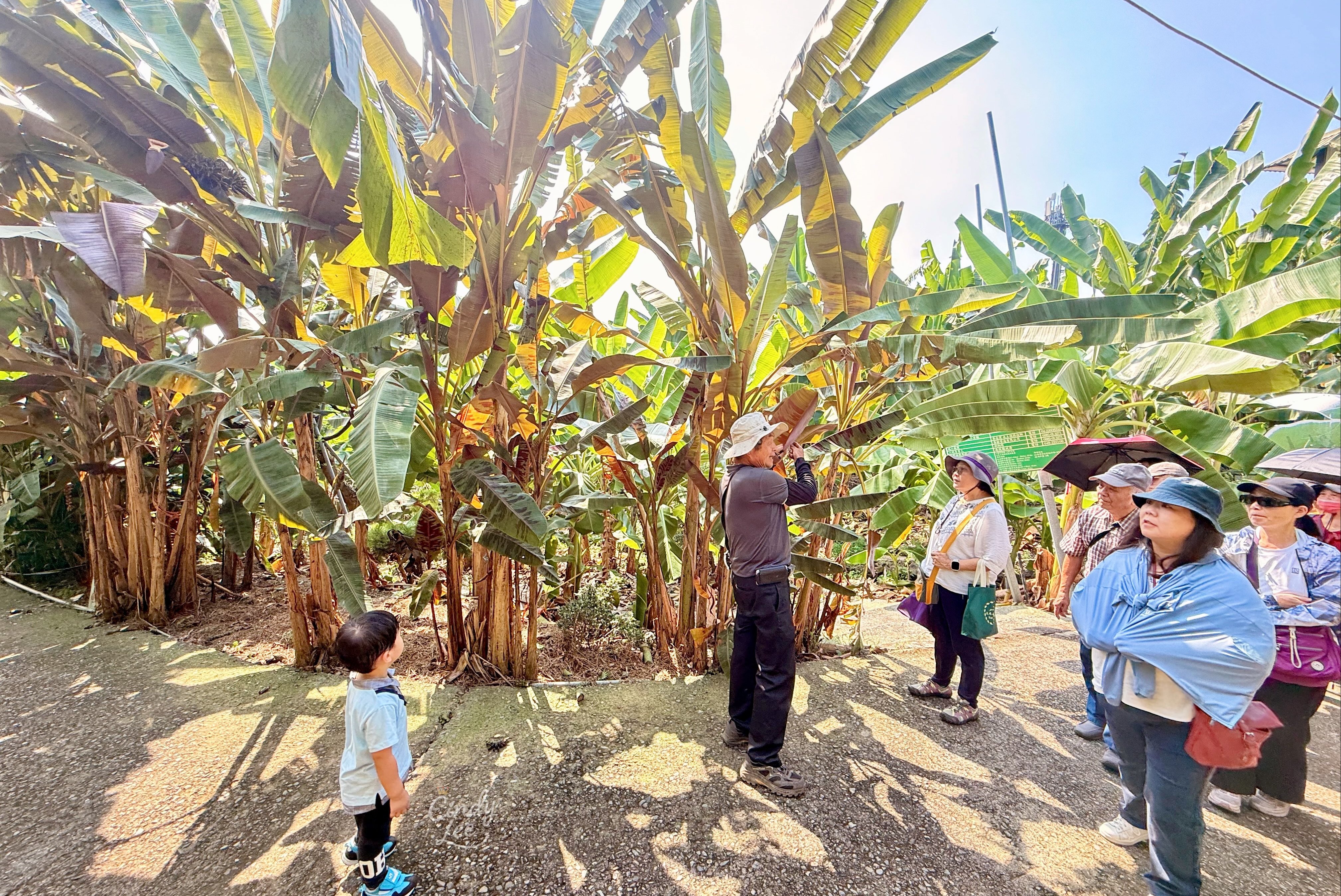 [旅行]南投集集免門票親子景點【jijibanana集元果觀光工廠】Cindy開箱